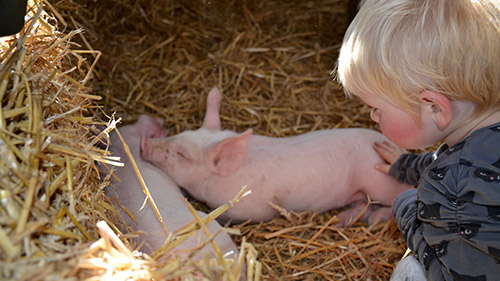Op de boerderij